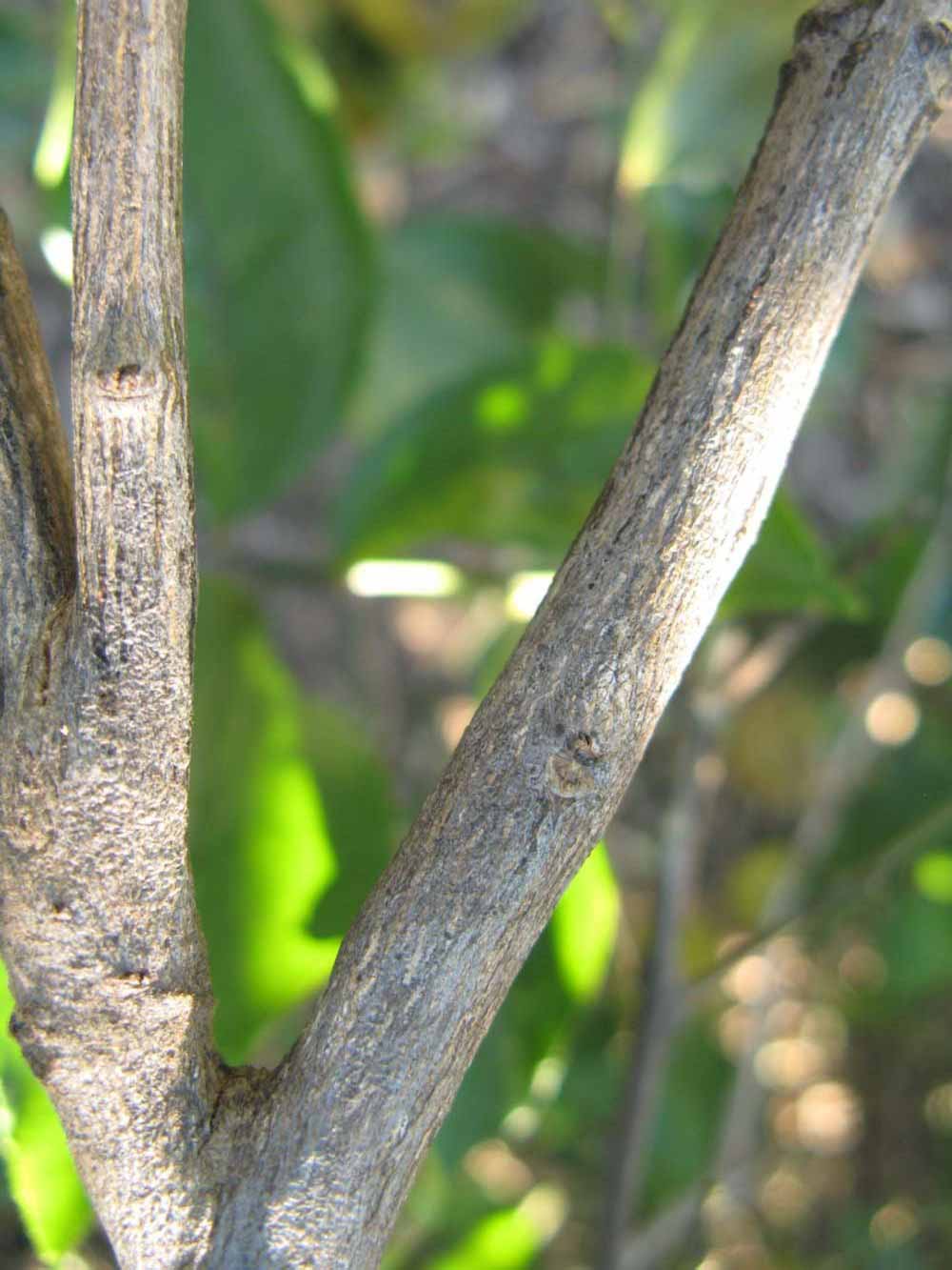            Second - third year twig (Bearss, Winter Haven, FL)   